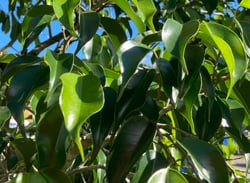 Photo 6 of Ficus benjamina