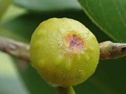 Photo 3 of Ficus benjamina