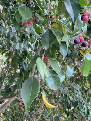 Photo 1 of Ficus benjamina