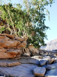 Photo 4 of Ficus cordata