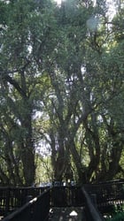 Photo 9 of Ficus cordata