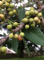 Photo 6 of Ficus cordata