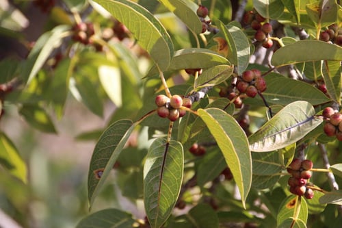 Photo 1 of Ficus cordata