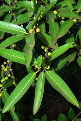 Photo 5 of Ficus cordata