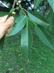 Photo 8 of Ficus cordata