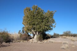 Photo 2 of Ficus cordata
