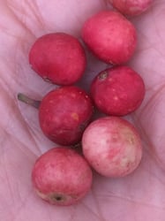 Photo 7 of Ficus cordata