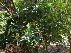 Photo 3 of Ficus elastica