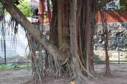 Photo 4 of Ficus elastica