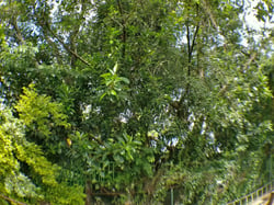 Photo 6 of Ficus elastica