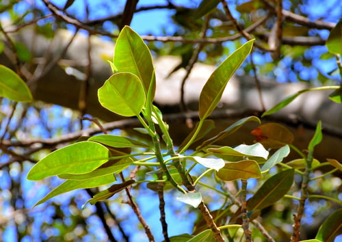 Photo 1 of Ficus elastica