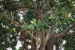 Photo 5 of Ficus elastica