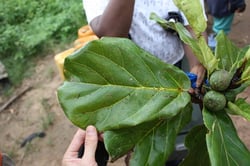 Photo 3 of Ficus lyrata