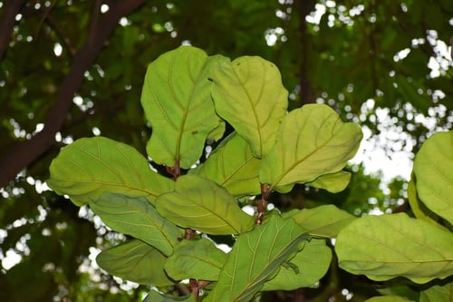 Photo 1 of Ficus lyrata