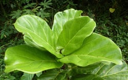 Photo 4 of Ficus lyrata