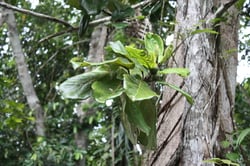 Photo 2 of Ficus lyrata