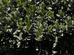 Photo 5 of Ficus lyrata