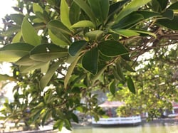 Photo 8 of Ficus microcarpa