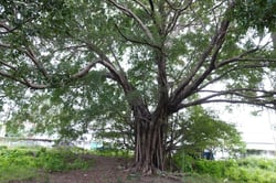 Photo 7 of Ficus microcarpa