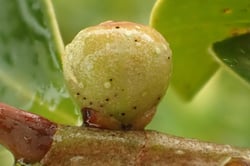 Photo 9 of Ficus microcarpa