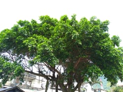 Photo 5 of Ficus microcarpa