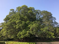 Photo 6 of Ficus microcarpa