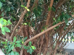 Photo 4 of Ficus microcarpa