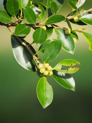 Photo 1 of Ficus microcarpa
