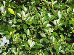Photo 3 of Ficus microcarpa