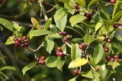 Photo 2 of Ficus microcarpa