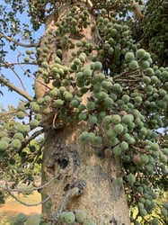 Photo 4 of Ficus spp.