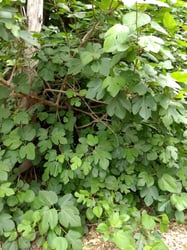 Photo 8 of Ficus spp.