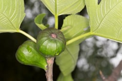 Photo 6 of Ficus spp.