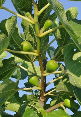 Photo 1 of Ficus spp.