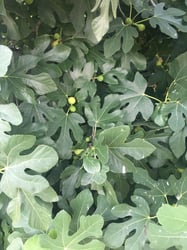Photo 5 of Ficus spp.