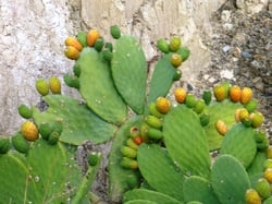 Photo 9 of Ficus spp.