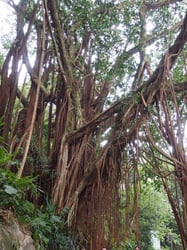 Photo 2 of Ficus spp.