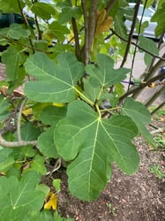 Photo 7 of Ficus spp.