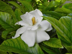 Photo 5 of Gardenia jasminoides