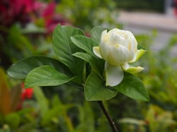 Photo 6 of Gardenia jasminoides