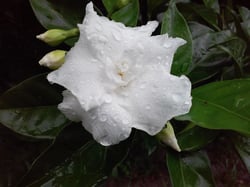 Photo 7 of Gardenia jasminoides