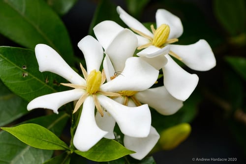 Photo 1 of Gardenia jasminoides