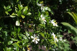 Photo 3 of Gardenia jasminoides
