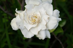 Photo 8 of Gardenia jasminoides