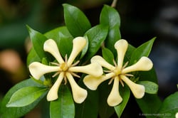 Photo 2 of Gardenia jasminoides