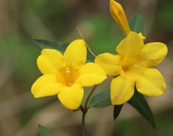 Photo 2 of Gelsemium sempervirens