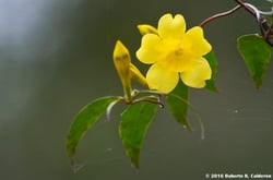 Photo 7 of Gelsemium sempervirens