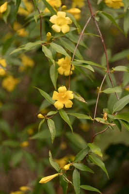 Photo 1 of Gelsemium sempervirens