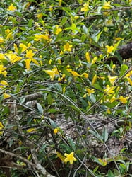 Photo 8 of Gelsemium sempervirens