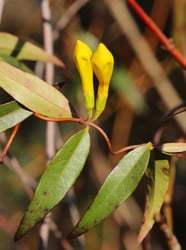 Photo 5 of Gelsemium sempervirens